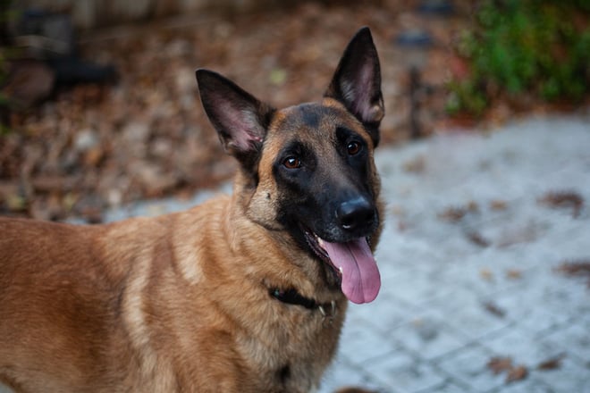 Un berger malinois