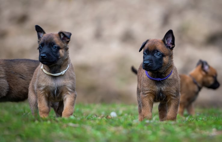 Deux chiots malinois