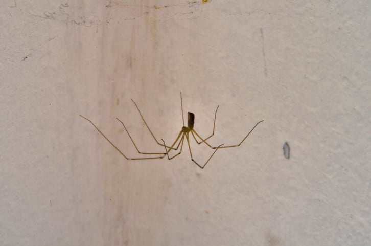 Araignée dans une maison