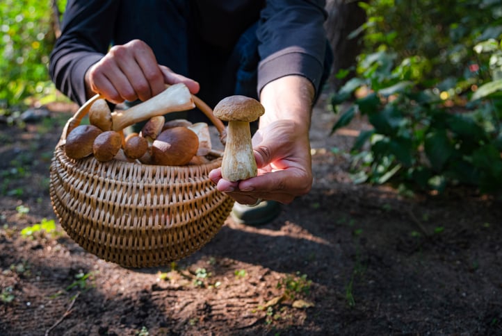 Une personne ramasse des champignons