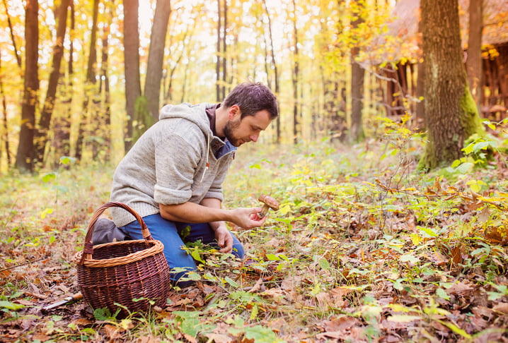 Un homme cueille un champignon