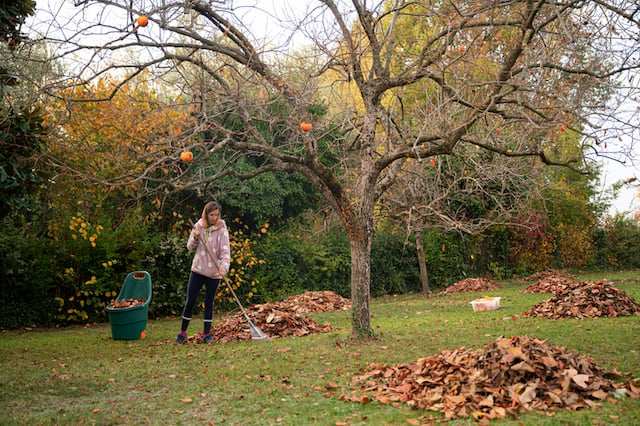 Une femme qui ramasse des feuilles mortes dans son jardin