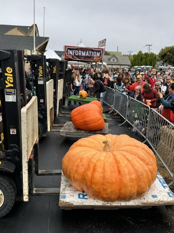 La pesée des citrouilles