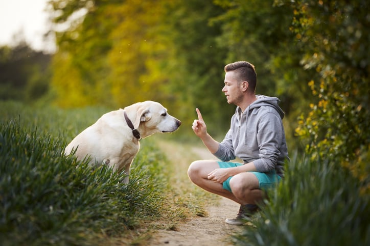 Un propriétaire dresse son chien