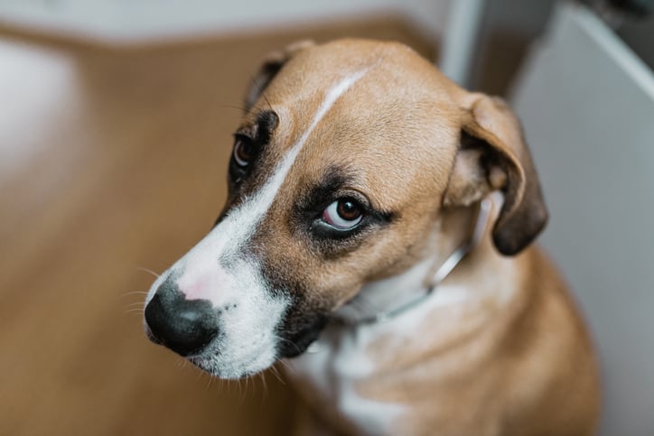 Un chien qui désapprouve la taxe qui le concerne