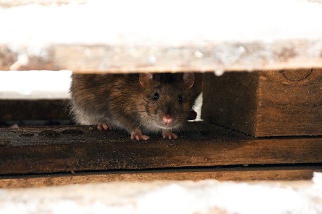 Un rat caché sous le plancher