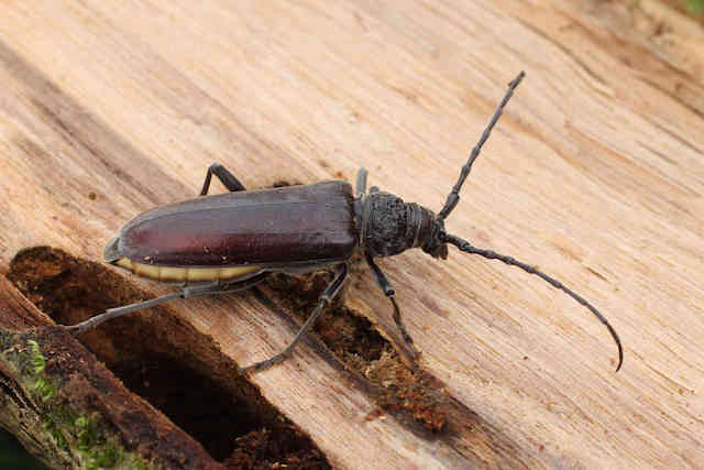 Insecte coléoptère xylophage