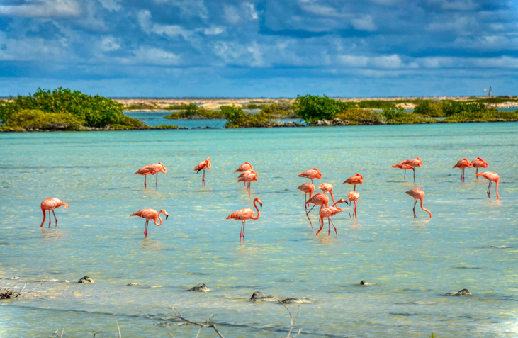 Des flamants roses dans la mer