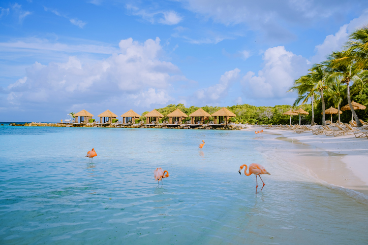 L'île d'Aruba et ses flamants roses