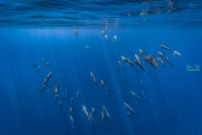 Un banc de dauphins à La Réunion