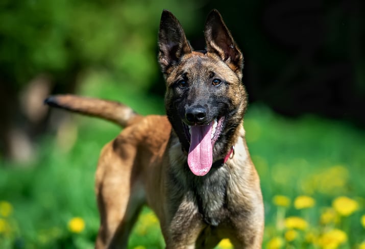 Un Malinois