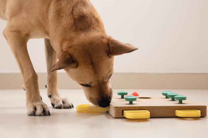 Un chien fait un test d'intelligence