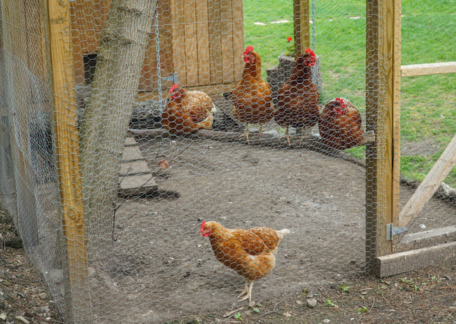 Un poulailler avec des poules