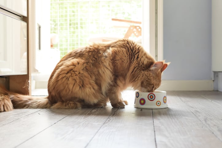 Un chat en train de manger