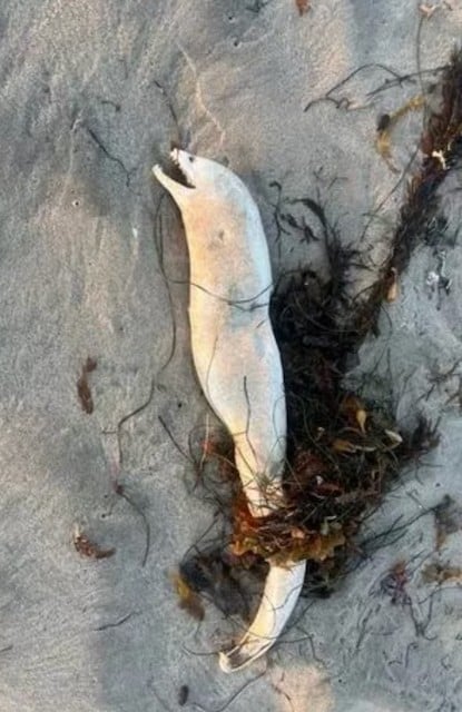 La créature marine échouée sur la plage