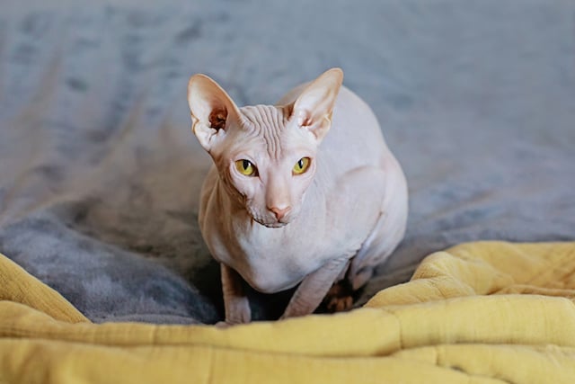 Un chat sphynx 