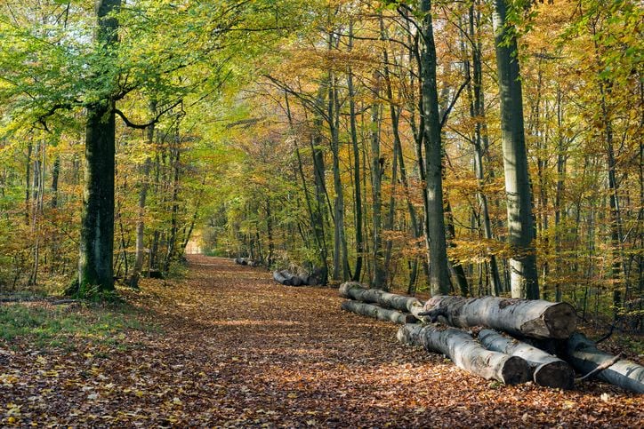 Une forêt en automne