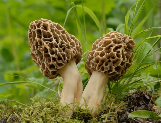 Des morilles