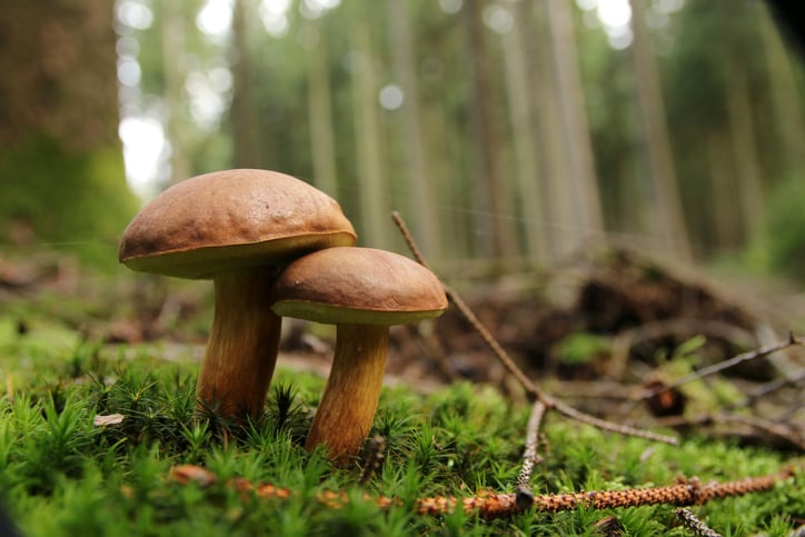 Des champignons dans la forêt