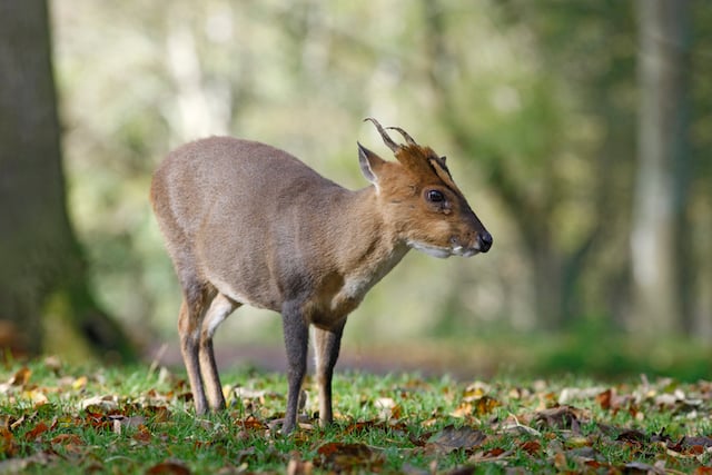 Un bébé cerf aboyeur dans la forêt 