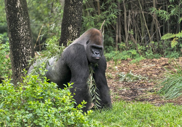 Un gorille de l'Ouest se déplace dans une forêt