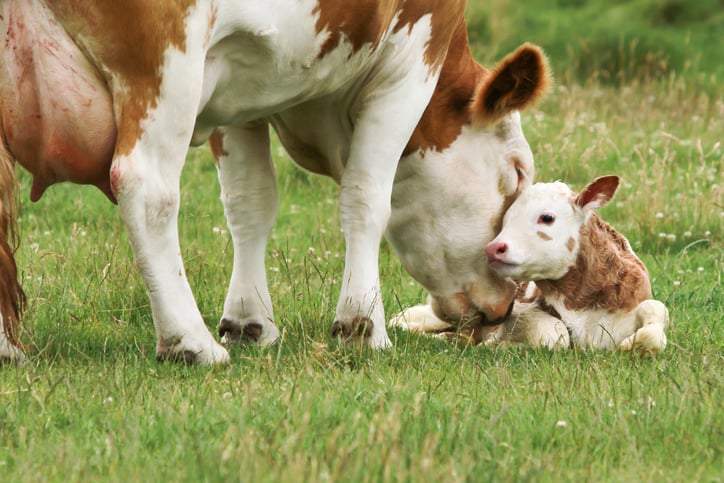 Une vache et son veau