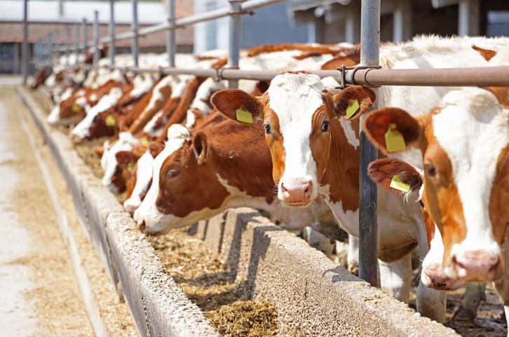 Des vaches dans un élevage