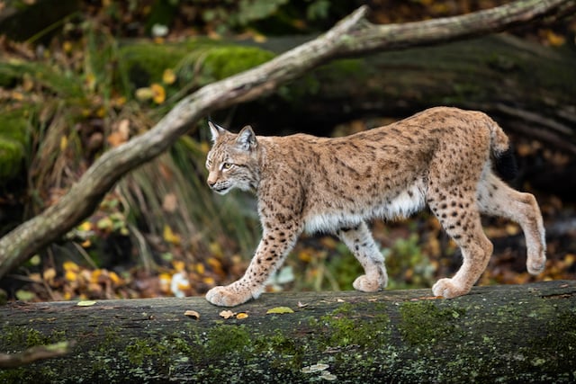 Un jeune lynx marchant sur un tronc d’arbre renversé 