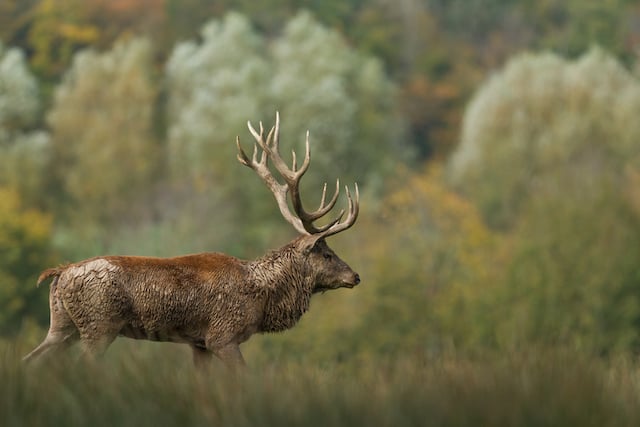 Un grand cerf à la lisière de la forêt 