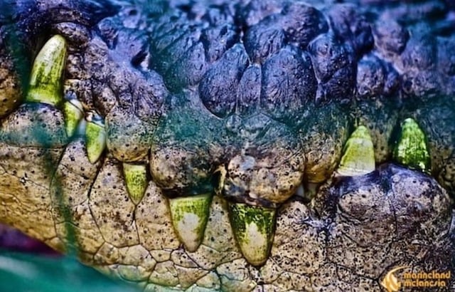 Cassius, le plus grand crocodile au monde vivant en captivité 