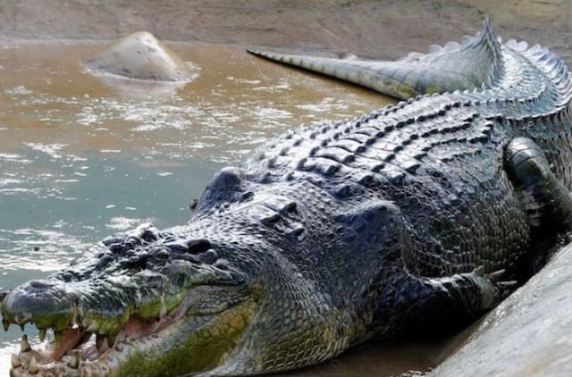 Cassius, le plus grand crocodile au monde vivant en captivité 