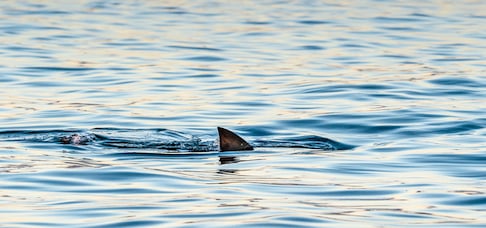 Aileron de requin qui dépasse