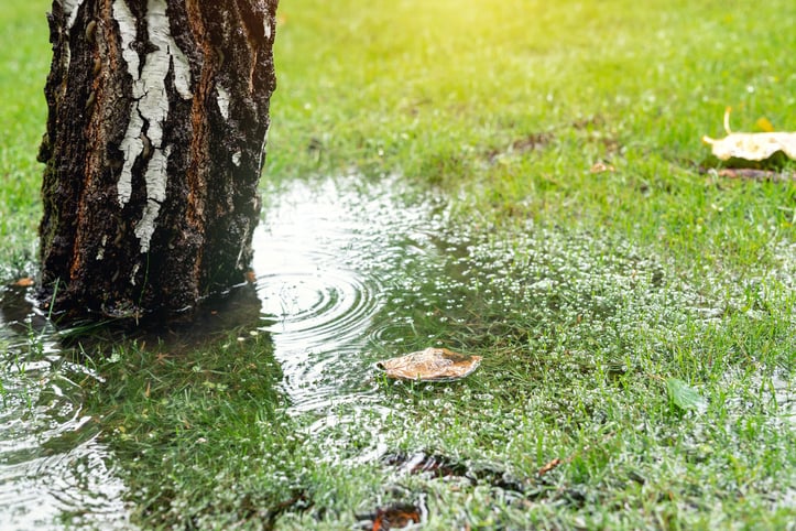 De l'eau dans un jardin