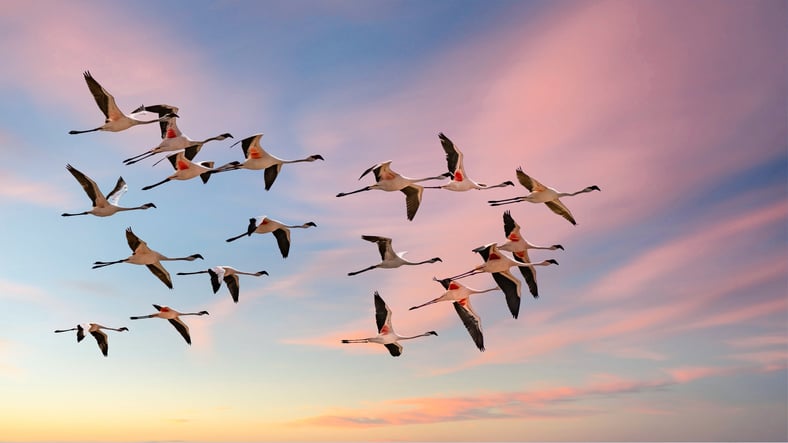 Des flamants roses volent dans le ciel