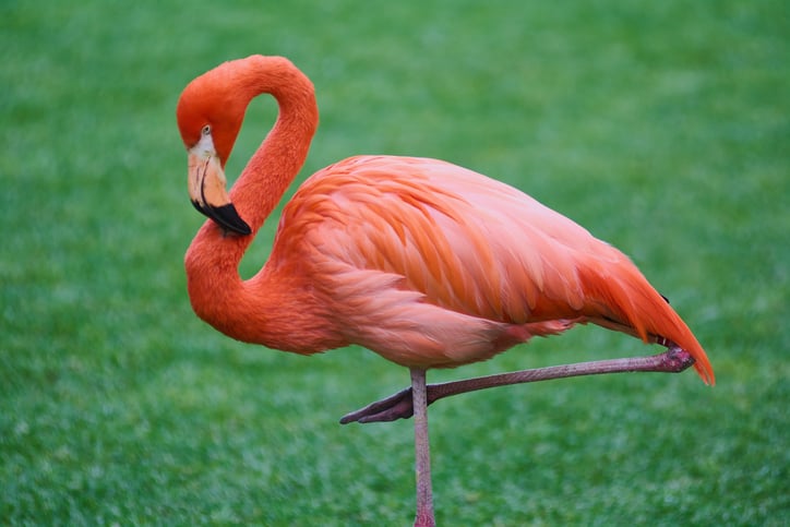 Un flamant rose