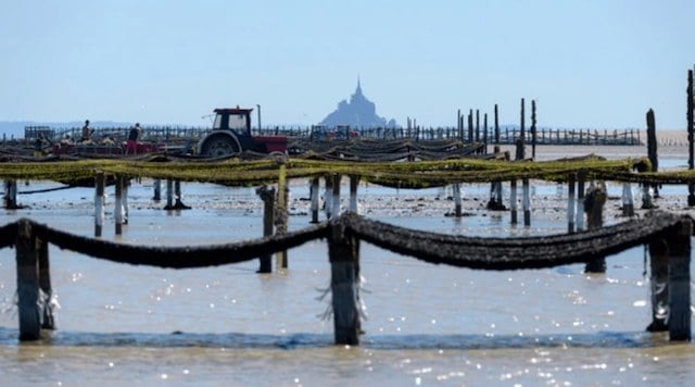 La mytiliculture dans la baie du Mont Saint-Michel