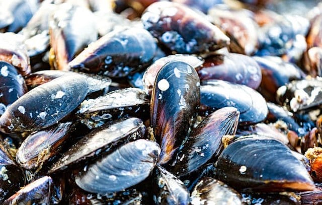 Gros plan sur des moules