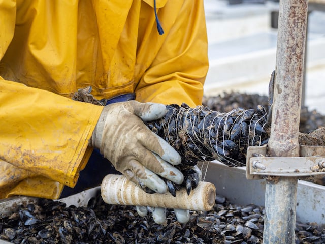 Un pêcheur qui trie des moules 