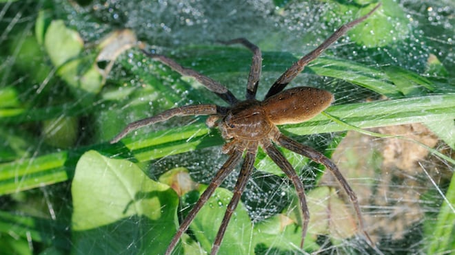 L’araignée Dolomedes plantarius