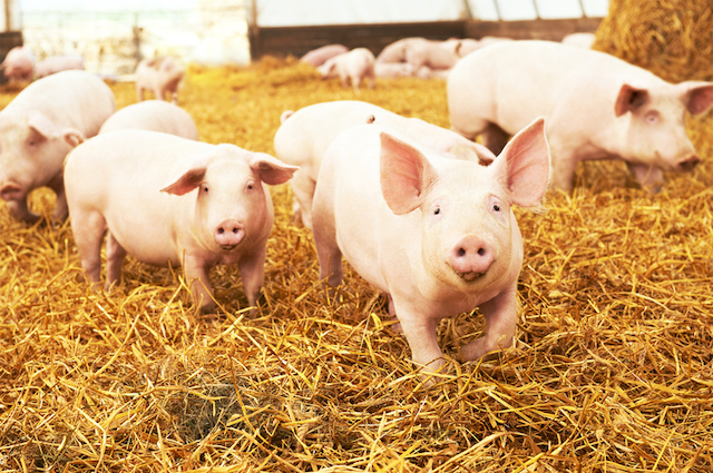 Jeunes cochons dans une ferme