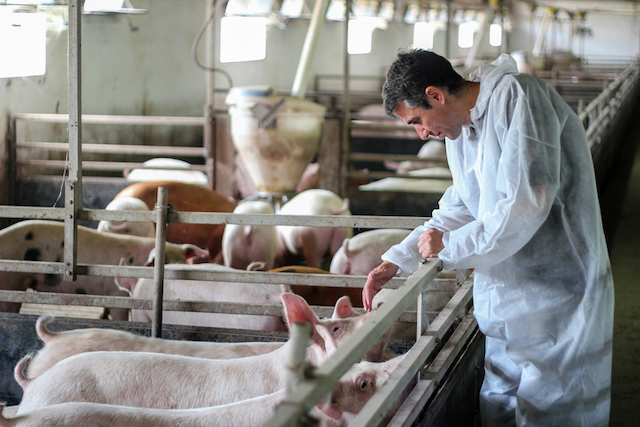 Un vétérinaire examinant un cochon