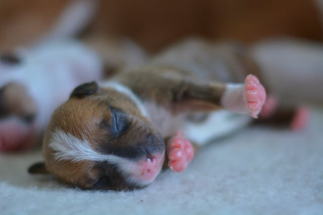 Un chiot âgé de quelques heures