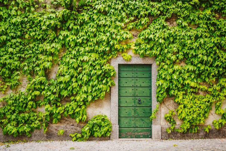 Du lierre sur une maison