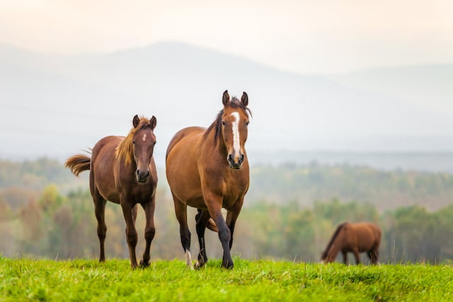 Des chevaux dans un pré