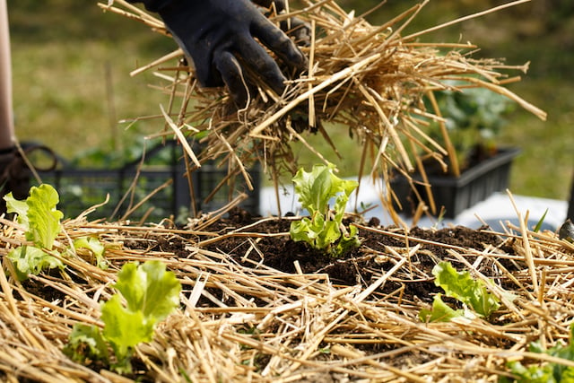 Un jardin en train d'installer un paillis sur le sol