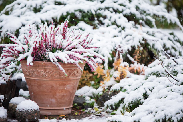 Un pot de fleur couvert de neige