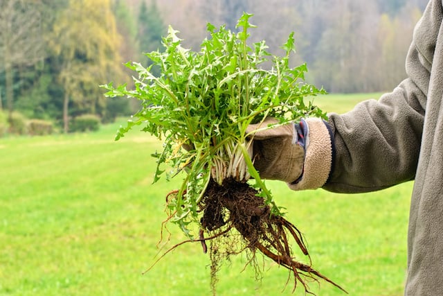 Un gardien qui tient à la main un bouquet de mauvaises herbes