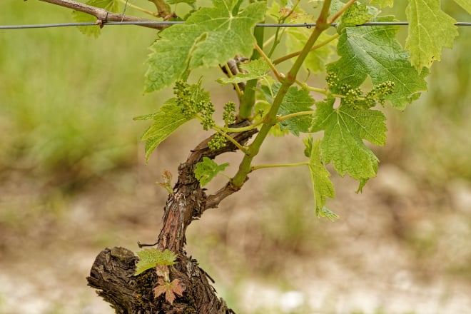 une vigne