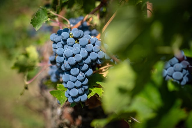 des raisins dans un vignoble