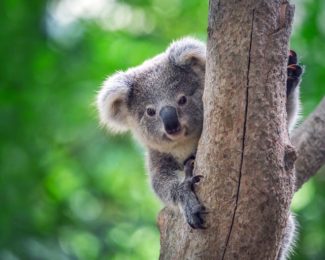 Un jeune koala dans un arbre 